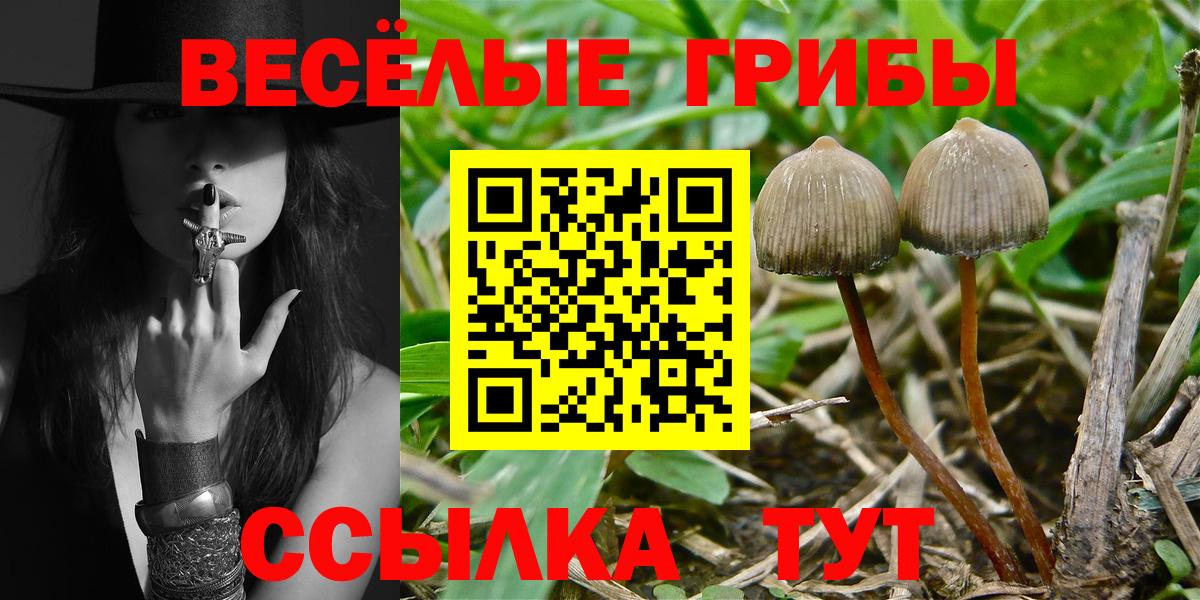 Псилоцибиновые грибы прущие грибы Моздок